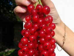 Продам саженцы красной смородины