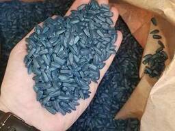 Семена подсолнечника Tizian F 399 кондитерка