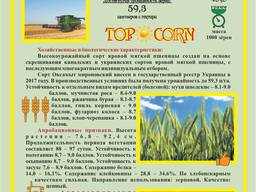 Семена пшеницы яровой