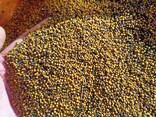 Продам семена желтой горчицы оптом от 5 тонн - фото 2