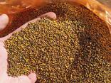 Продам семена желтой горчицы оптом от 5 тонн - фото 1