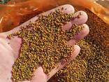 Продам семена желтой горчицы оптом от 5 тонн - фото 2