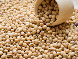 Продам семенную сою, 1-я репродукция