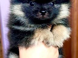 Продам щенка шпица