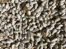 Продам софлор от кх