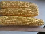 Продам свежую кукурузу в початках - фото 3