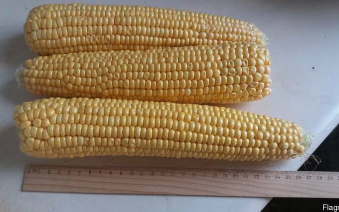 Продам свежую кукурузу в початках