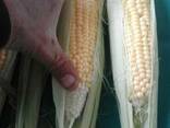 Продам свежую кукурузу в початках, урожай 2018 года - фото 2