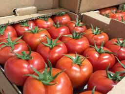 Продам томат красный