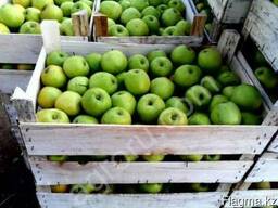 Продам яблоки азербайджанские 250 тг/кг - "Голдэн", "Семерен