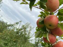 Продам Яблоки оптом. Сорт «Джонатан»