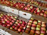 Яблоко Гала. Оптом - photo 3