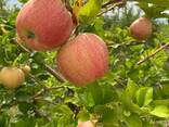 Продам Яблоки оптом. Сорт «Джонатан» - photo 2