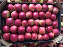 Продам яблоко сорта Айдаред