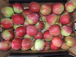 Продам яблоко сорта Лигол