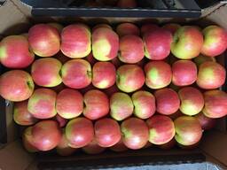 Продам яблоко сорта Шампиньон