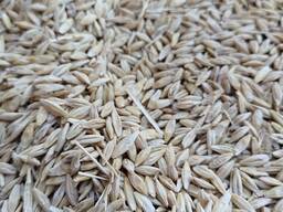 Продам ячмень.