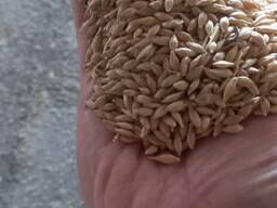 Продам ячмень