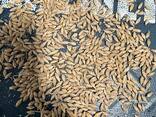 Продам ячмень - фото 1