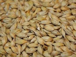 Продам Ячмень