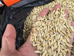 Продам Ячмень продовольственный и фуражный