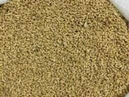 Продам ячмень семенной