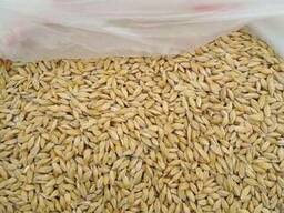 Продам Ячмень в Узбекистан!