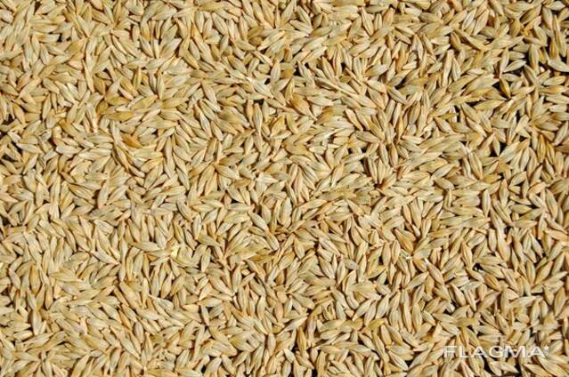 Продам ячмень яровой