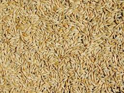 Продам ячмень яровой