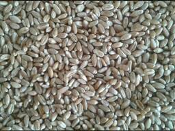 Продам зерно, лён, пшеницу на экспорт