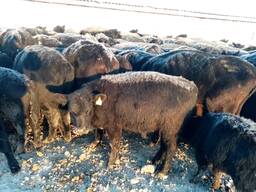 Продам животноводческую ферму