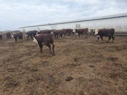 Продаём 1,5 годовалых бычков казахской белоголовой оптом