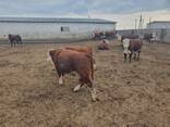 Продаём 1,5 годовалых бычков казахской белоголовой оптом - фото 2