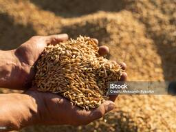 Продаём ячмень