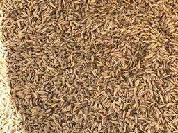 Продаю Фуражный Ячмень. (Меркенский район)