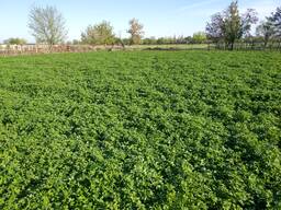 Продаю Семена Люцерны (Меркенский район)