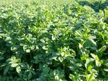 Продаю Семена Люцерны (Меркенский район) - фото 3