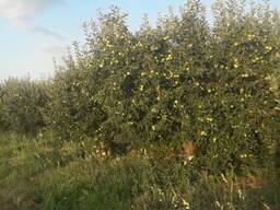 Продаю яблоний сад