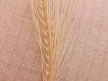 Продаю Ячмень Сорт "Атлин" (Канадский) В Меркенском районе - фото 1
