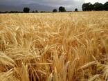 Продаю Ячмень Сорт "Атлин" (Канадский) В Меркенском районе - фото 2