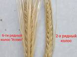 Продаю Ячмень Сорт "Атлин" (Канадский) В Меркенском районе - фото 17