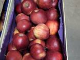 Продаются свежие польские яблоки различных сортов( Jonagold, Idared, Idared и т. д. ) - фото 1