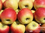 Продаются свежие польские яблоки различных сортов( Jonagold, Idared, Idared и т. д. ) - фото 2