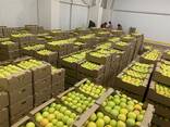 Продаются яблоки оптом! (Американка и золотое превосходное) - photo 3