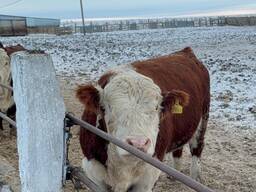 Продажа белоголовых бычков на экспорт — здоровые, крупные