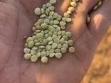 Продажа. Чечевица зелёная мелкосемянная — 100 тонн. СКО, Тимирязево. - фото 2