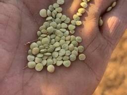 Продажа. Чечевица зелёная мелкосемянная — 100 тонн. СКО, Тимирязево.