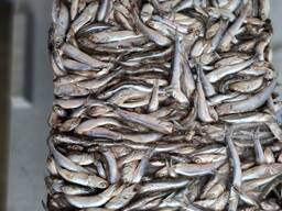 Продажа Хамса на консервы !