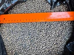 Продажа масленичных культур лен сафлор горчица белая желтая и т. д.