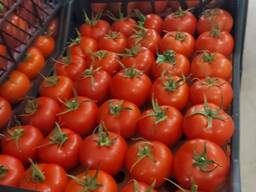 Продажа помидор из Турции, экспорт